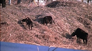 富岡レポ牛.jpg